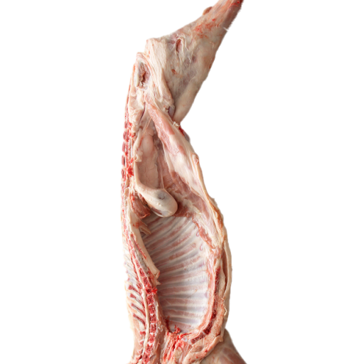 نص حملان نعيمي ذكور فئة 5