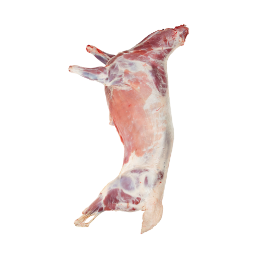 حملان نعيمي ذكور فئة 4