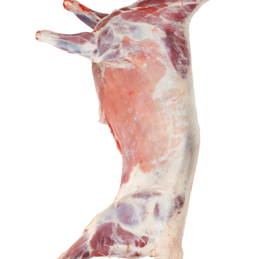 حملان نعيمي ذكور فئة 5